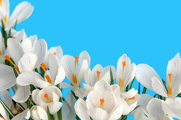 Image showing White crocus