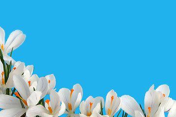 Image showing White crocus