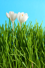 Image showing White crocus