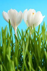 Image showing White crocus