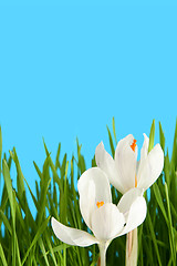 Image showing White crocus