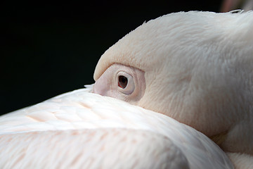 Image showing Pelican sleeping