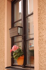 Image showing Pelargonium and window-mirror.