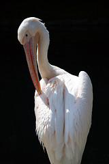 Image showing Pelican standing, in sunlight