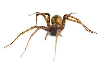 Image showing Isolated Spider