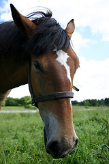 Image showing Portrait of a horse