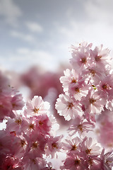 Image showing Cherry blossom