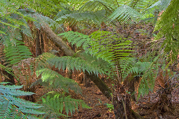 Image showing in the rainforest