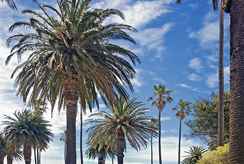 Image showing palm trees