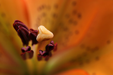 Image showing lily - abstract macro from the top