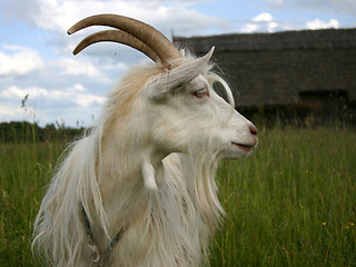 Image showing A goat [3]