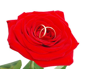 Image showing rose with a wedding rings