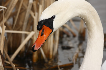 Image showing Swan