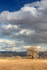 Image showing lone tree