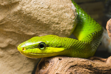 Image showing Red Tailed Racer