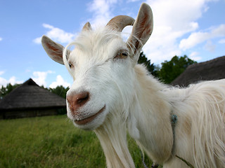 Image showing A goat [2]