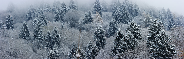 Image showing Fir-tree landscape panorama