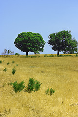 Image showing Two green trees on yellow field