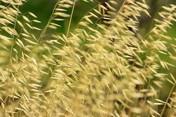 Image showing Dry grass background