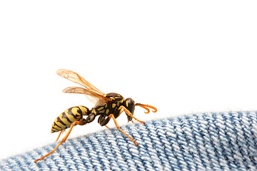 Image showing wasp on blue jeans