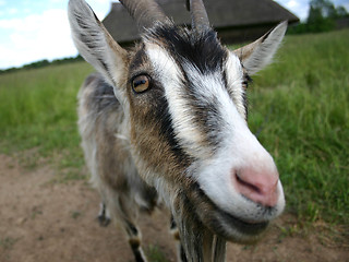 Image showing A goat