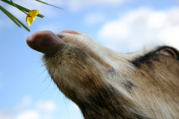 Image showing Eating goat