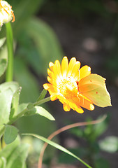 Image showing Butterfly on the marigold