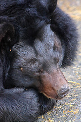 Image showing Black bear