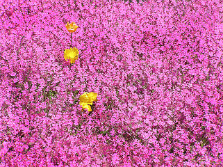 Image showing Yellow tulips among pink