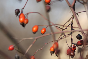 Image showing Hips berry