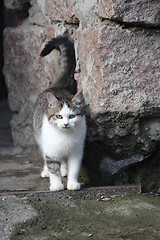 Image showing Cat