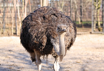 Image showing Ostrich