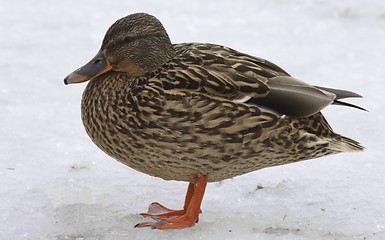 Image showing Duck