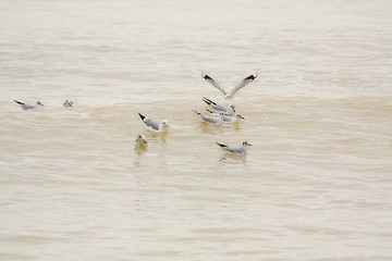 Image showing Seaguls