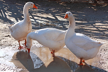 Image showing Geese