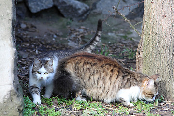Image showing Two cats