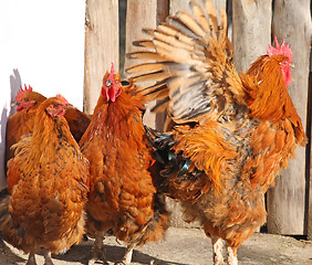 Image showing Three roosters