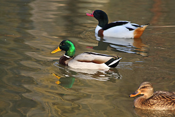 Image showing Swimming ducks