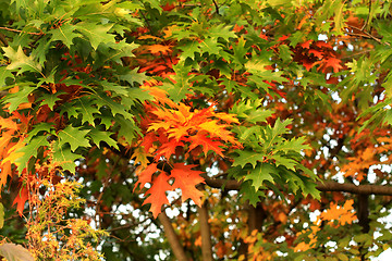 Image showing Oak leaves