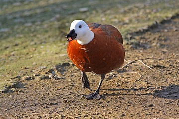 Image showing Running duck