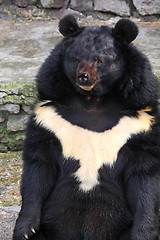 Image showing Black bear