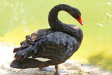 Image showing Beautiful swan