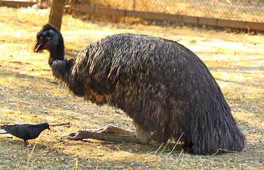 Image showing Emu