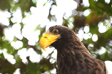 Image showing Eagle