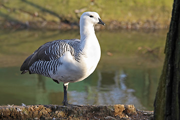 Image showing White seagull