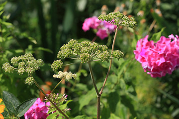 Image showing Sedum