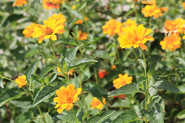 Image showing Yellow calendula