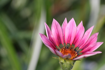 Image showing Pink gazania