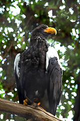 Image showing Sitting eagle