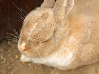 Image showing Little brown rabbit